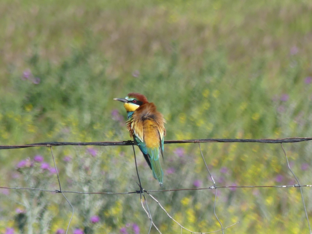 European Bee-eater - ML618674817