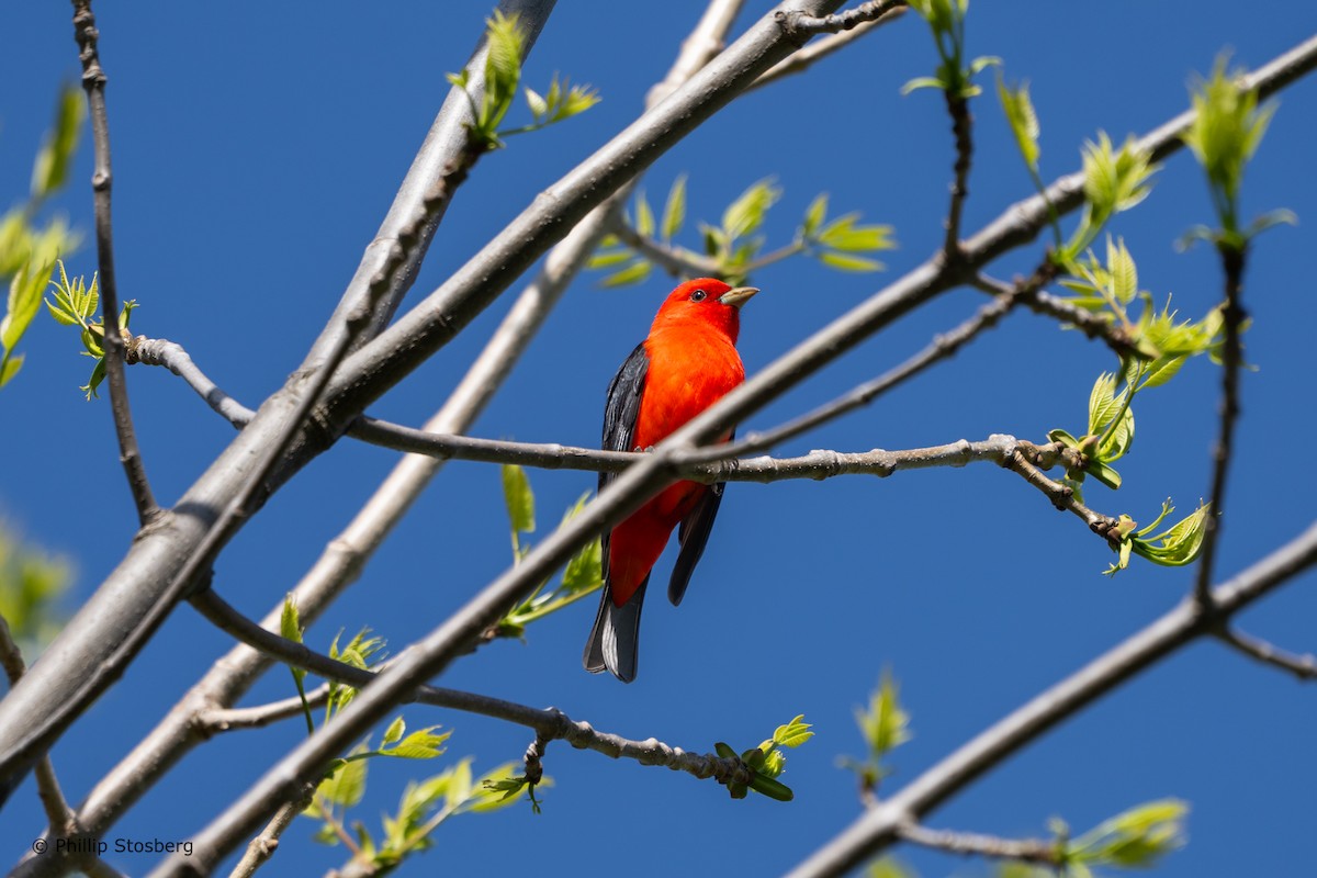 Scarlet Tanager - ML618674844