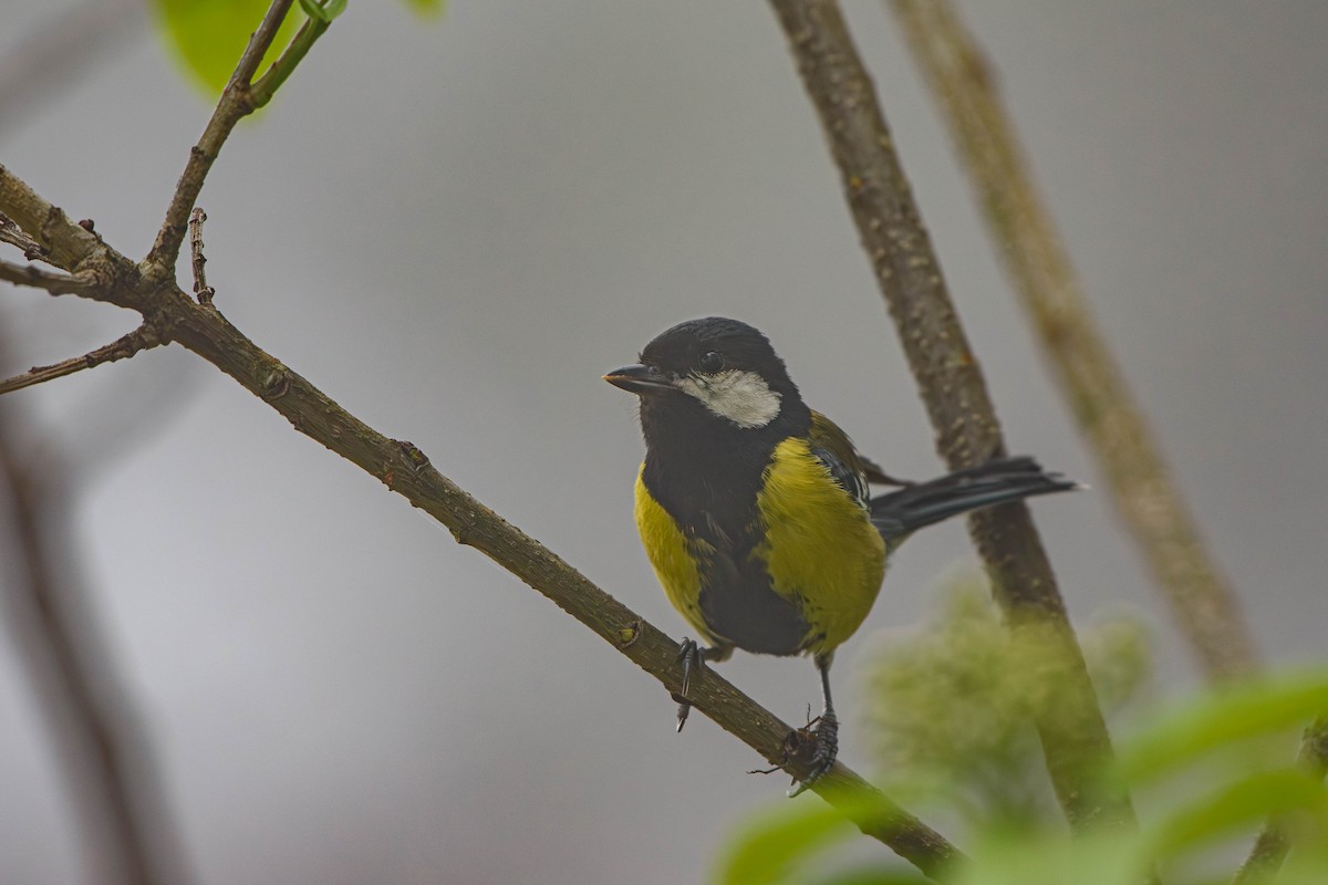 Green-backed Tit - ML618674873