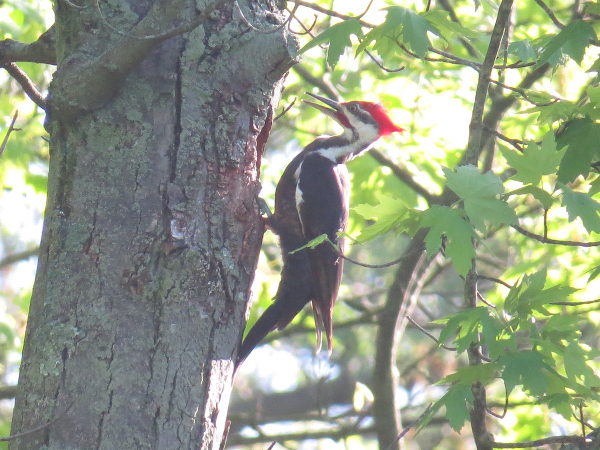 Pileated Woodpecker - ML618674888