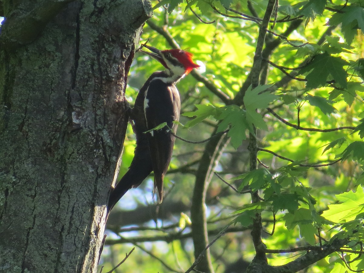 Pileated Woodpecker - ML618674890