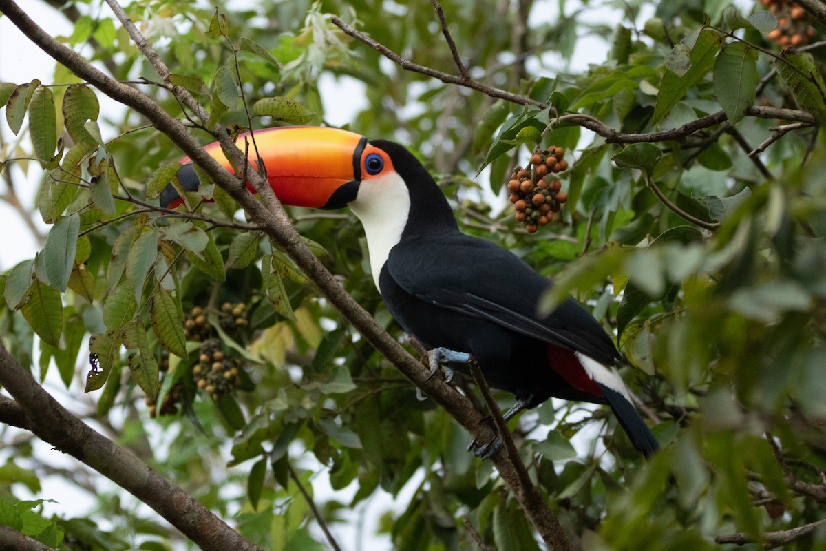 Toco Toucan - Kate Reed