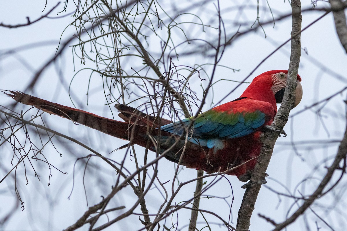 Red-and-green Macaw - ML618674901