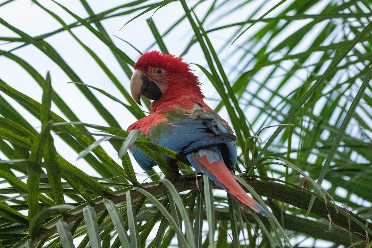 Red-and-green Macaw - ML618674904