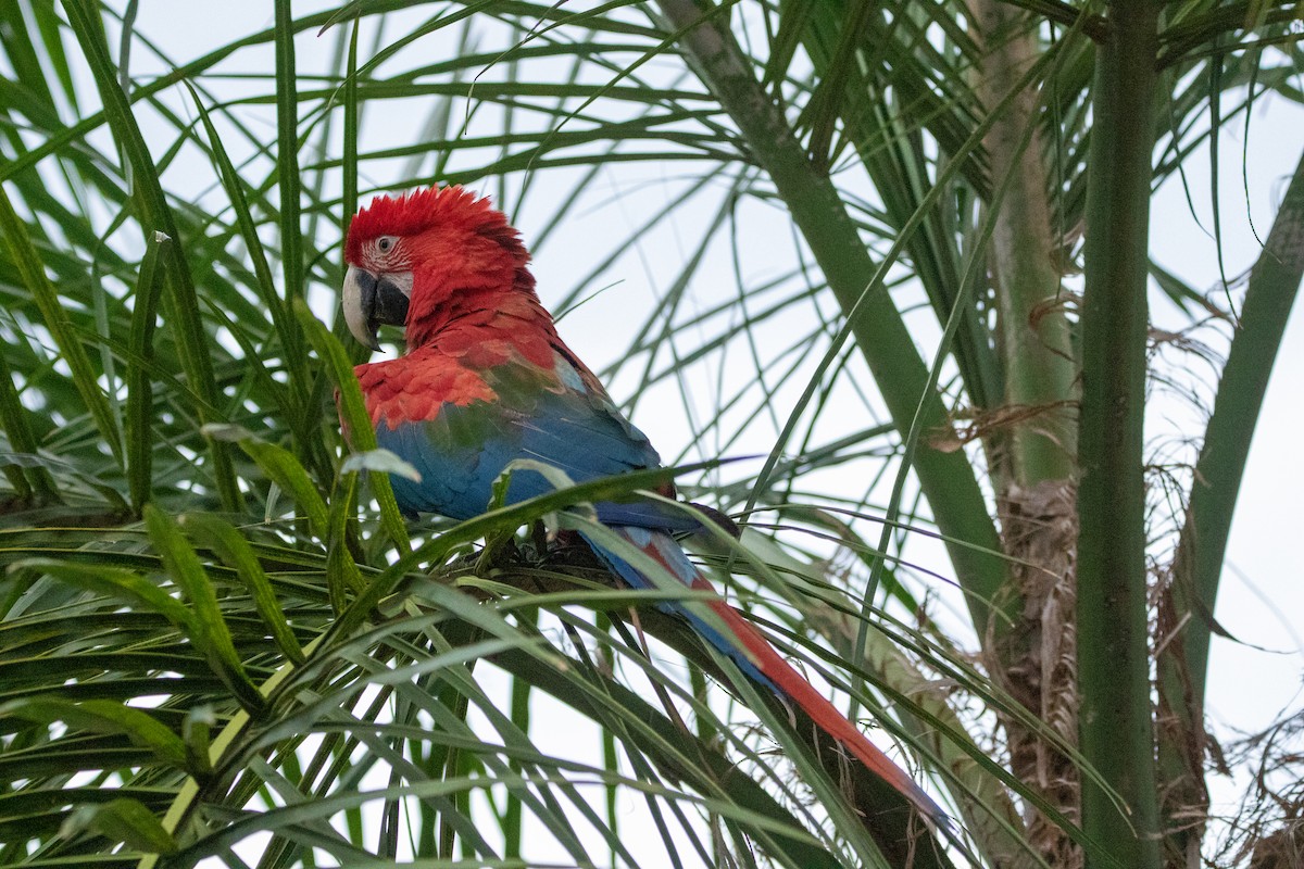 Red-and-green Macaw - ML618674905