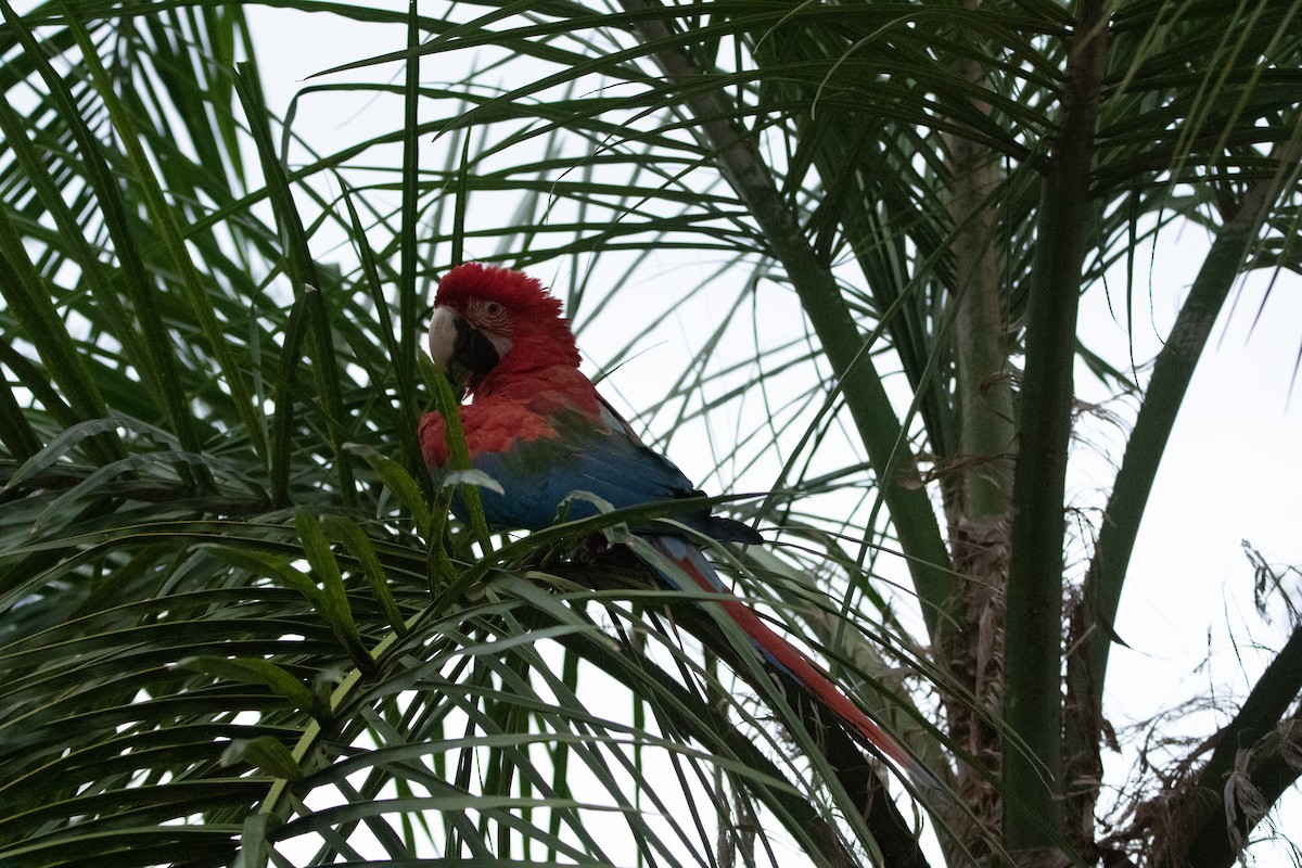 Red-and-green Macaw - ML618674907