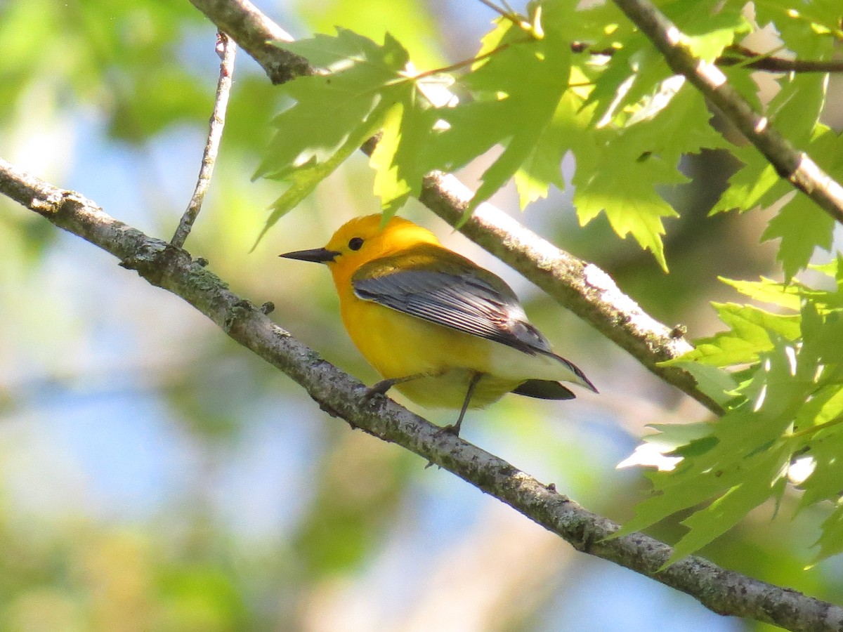 Prothonotary Warbler - ML618674908