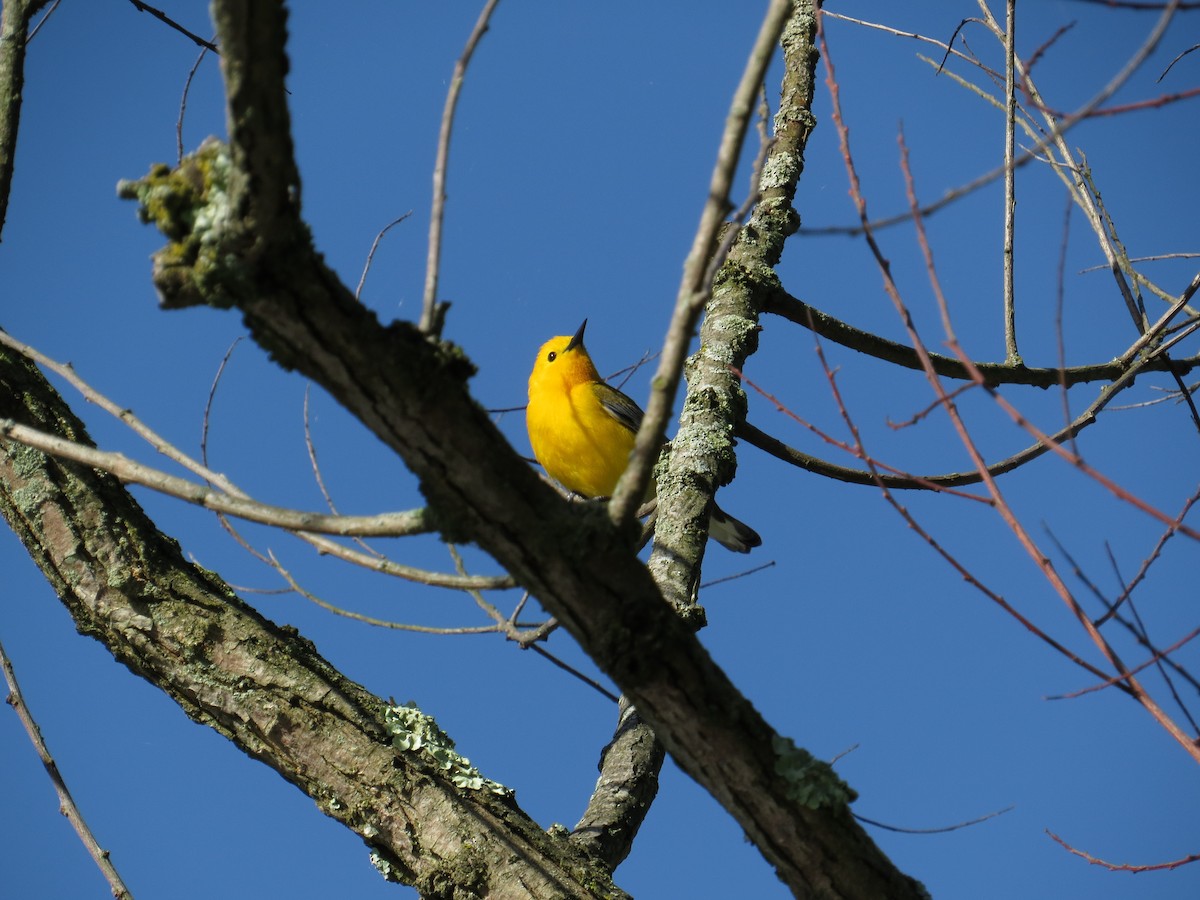 Prothonotary Warbler - ML618674909