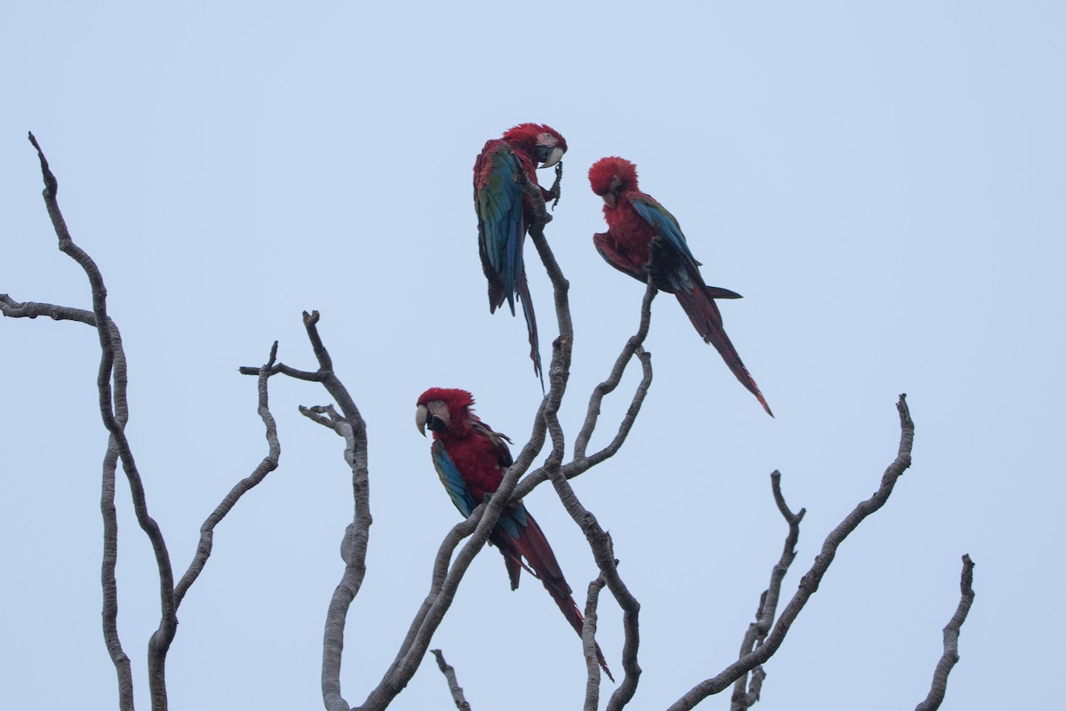 Red-and-green Macaw - ML618674927