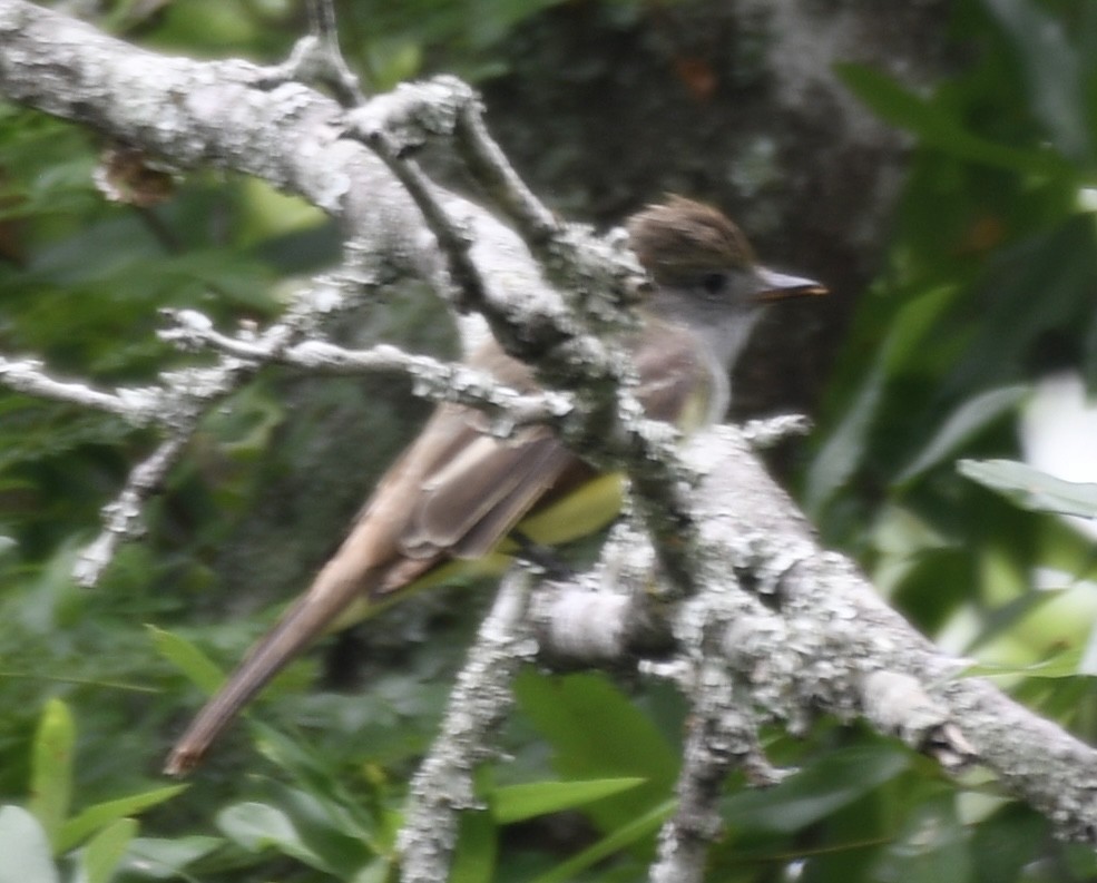 Great Crested Flycatcher - ML618674943