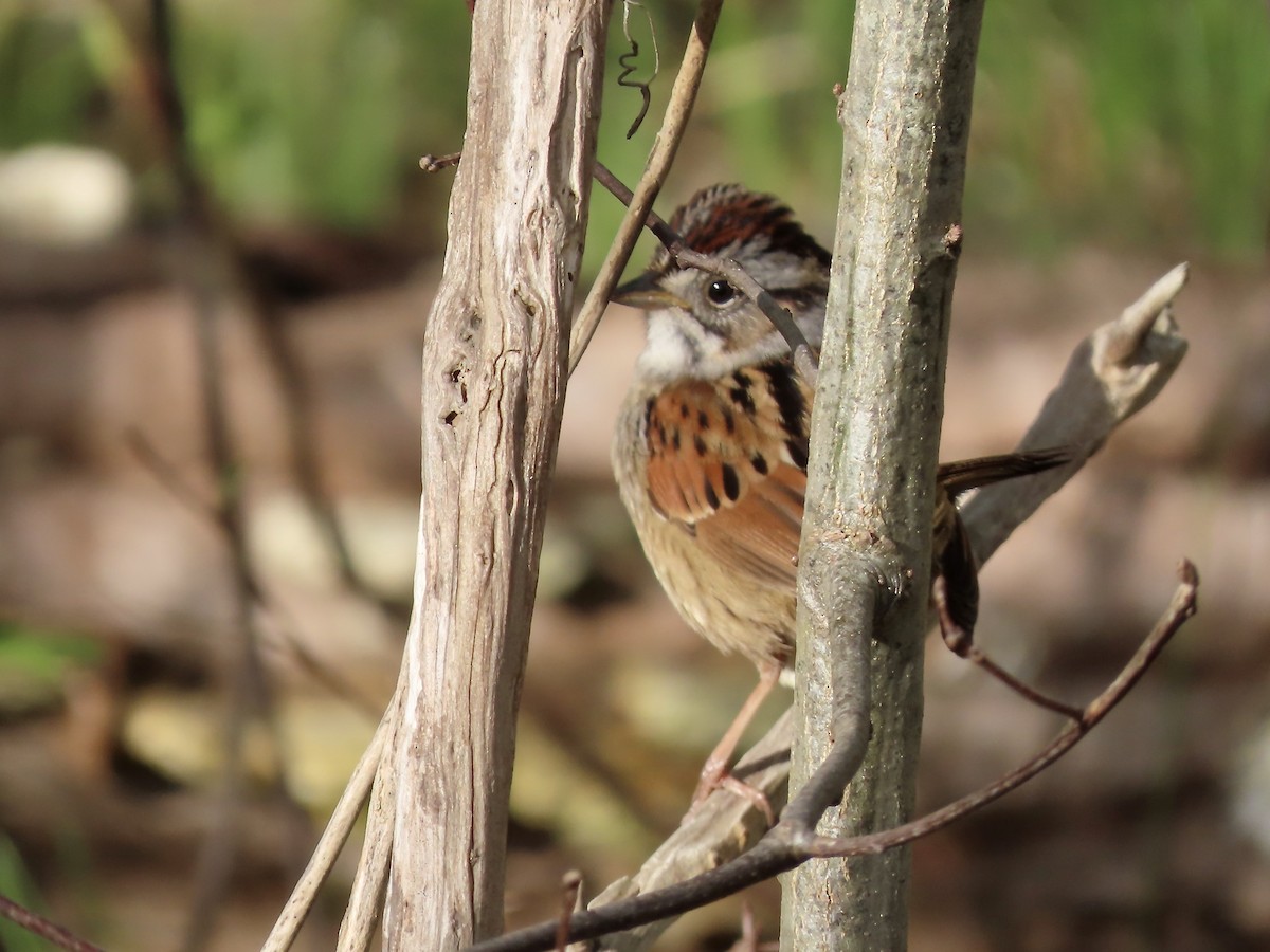 Swamp Sparrow - ML618674946