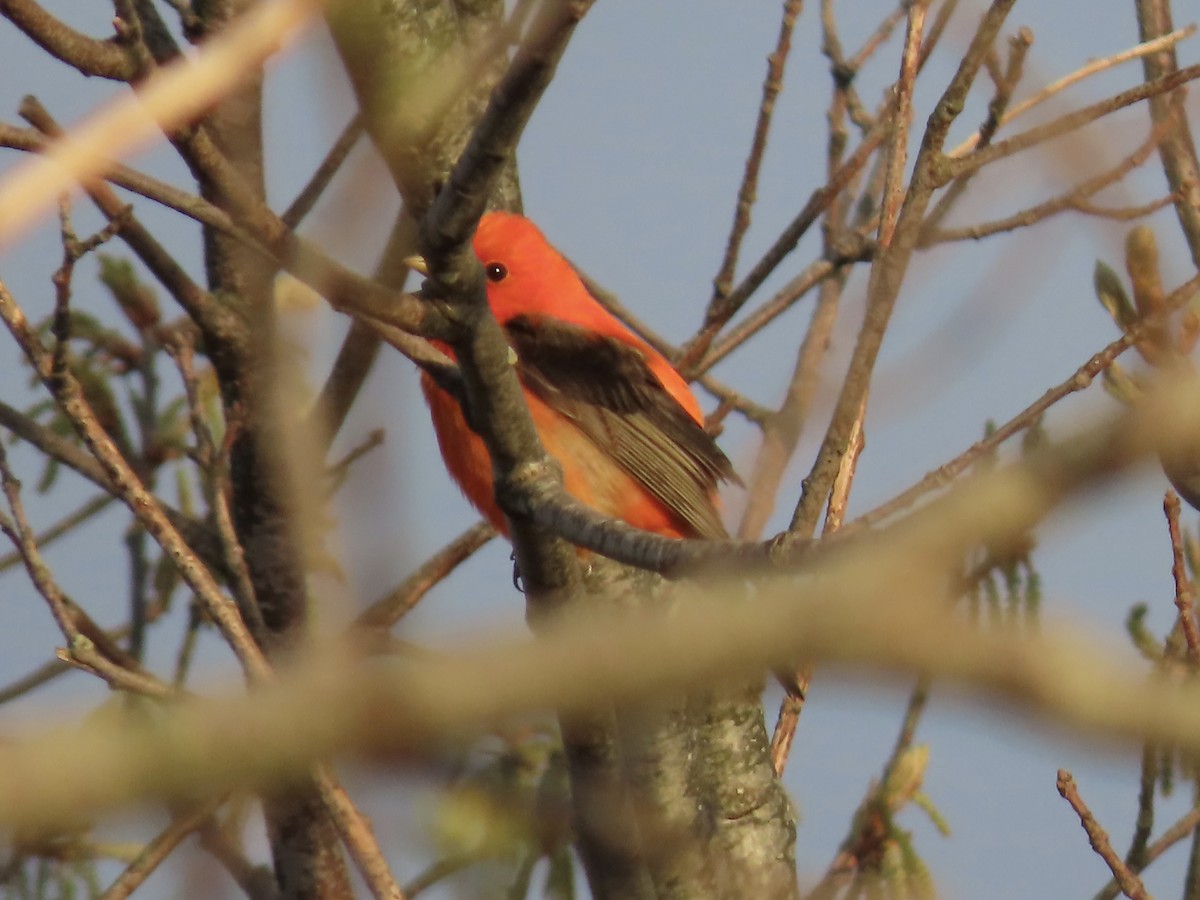 Scarlet Tanager - ML618674968