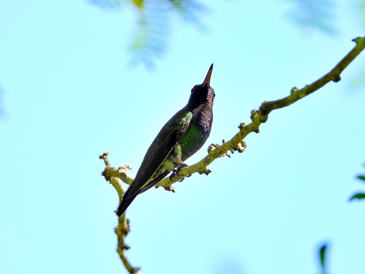 kolibřík safírovohrdlý - ML618674974