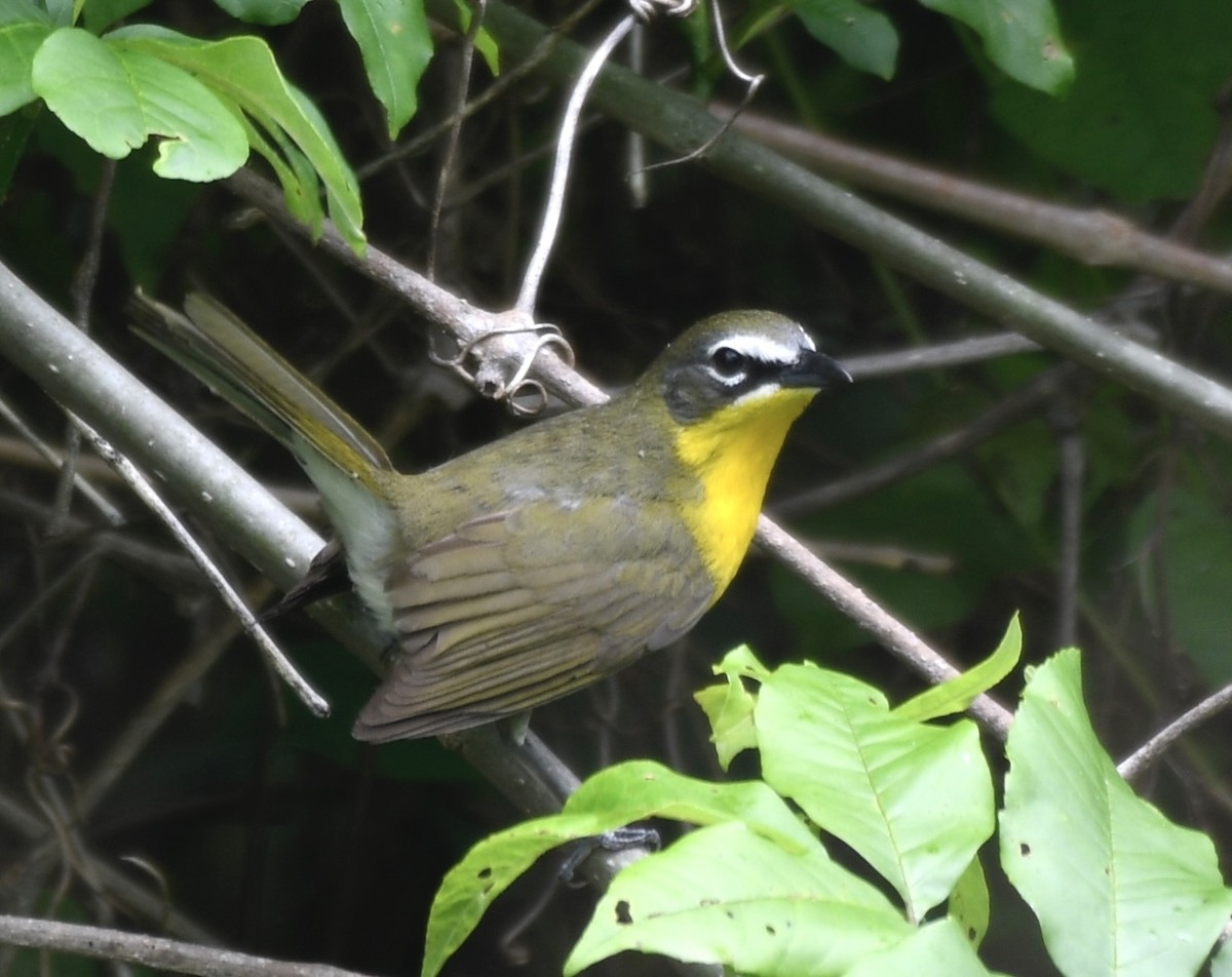 Yellow-breasted Chat - ML618674985