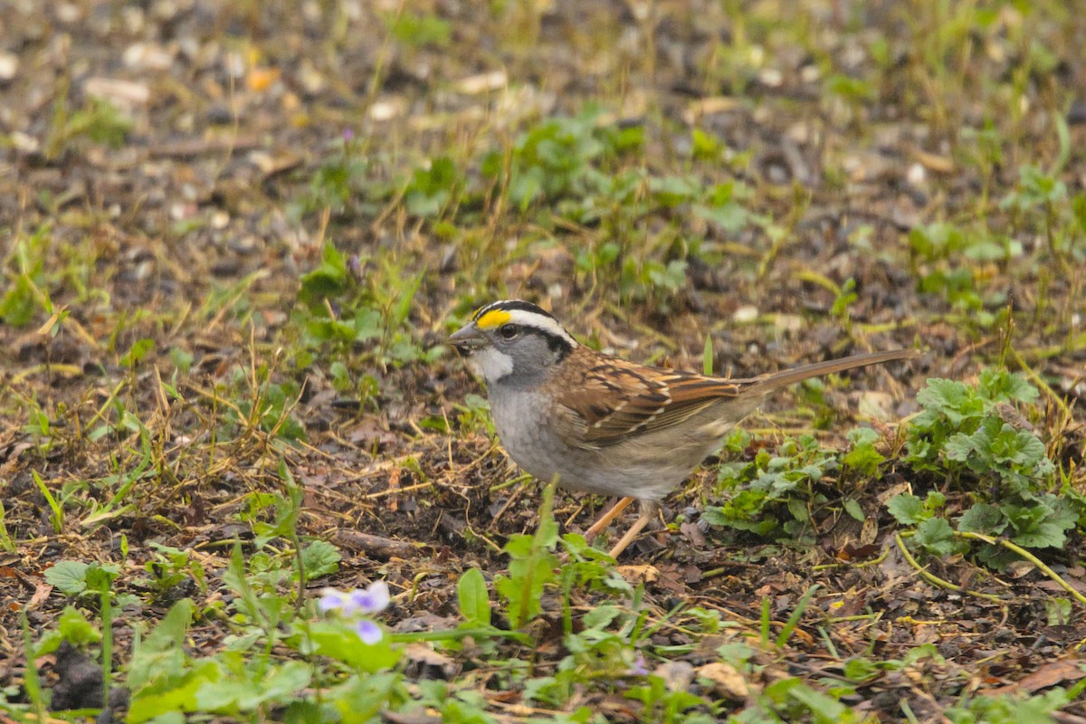 White-throated Sparrow - ML618674992