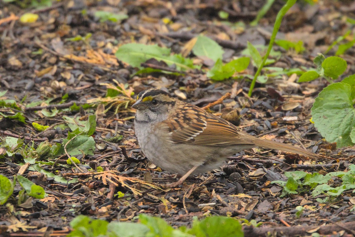 White-throated Sparrow - ML618674994