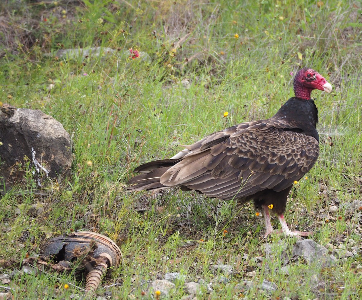 Turkey Vulture - Doray Lendacky