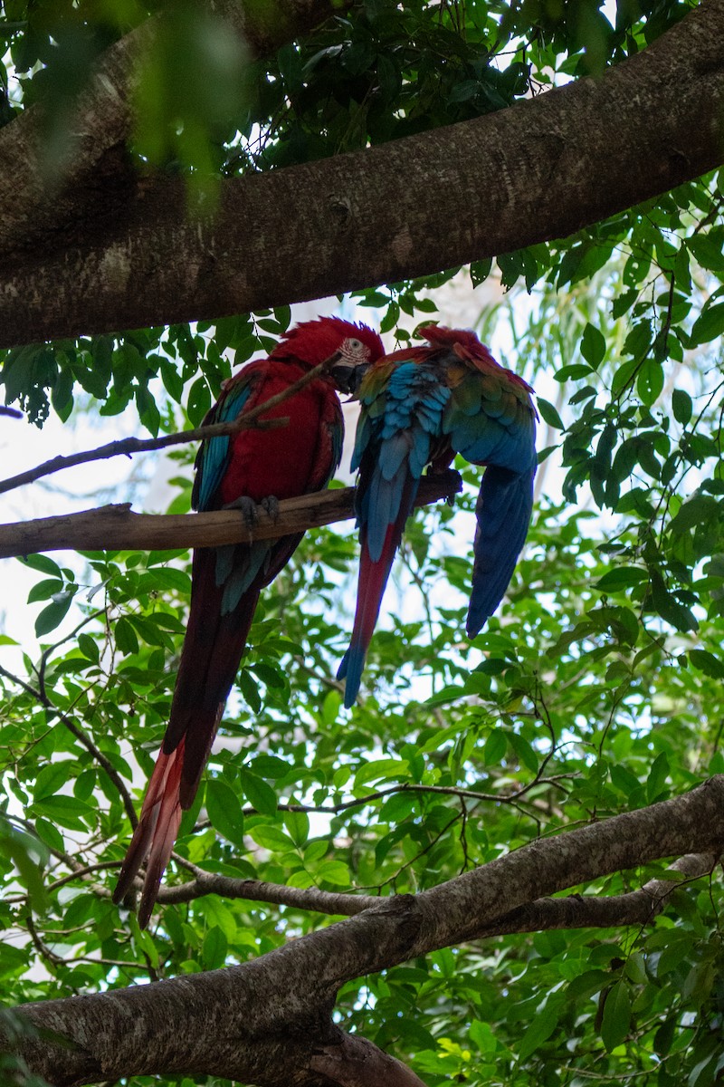 Red-and-green Macaw - ML618675007