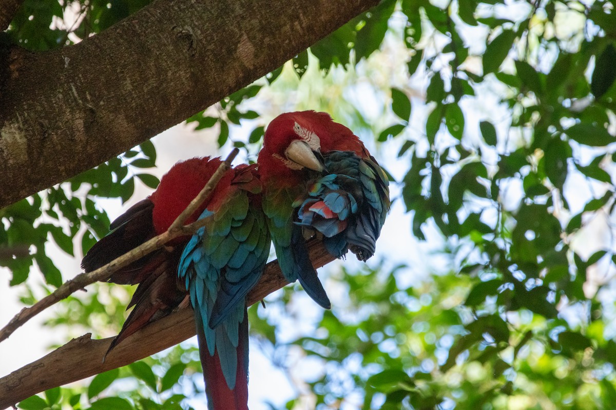 Red-and-green Macaw - ML618675009