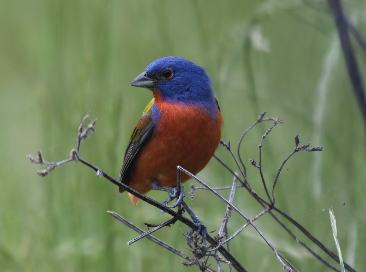 Painted Bunting - ML618675023