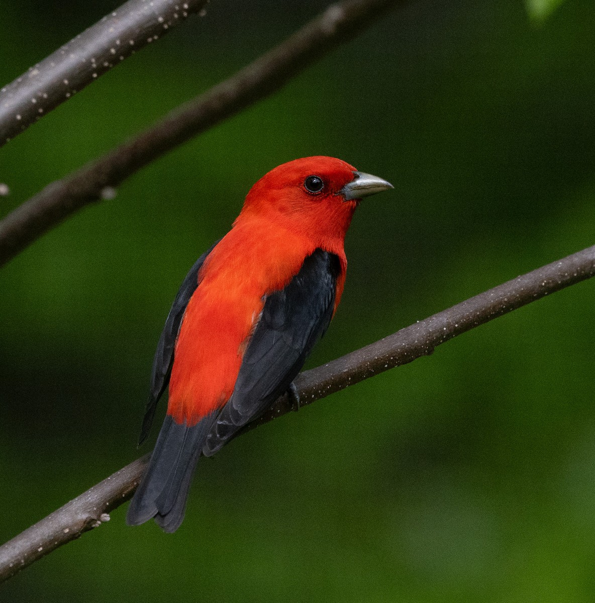 Scarlet Tanager - ML618675053