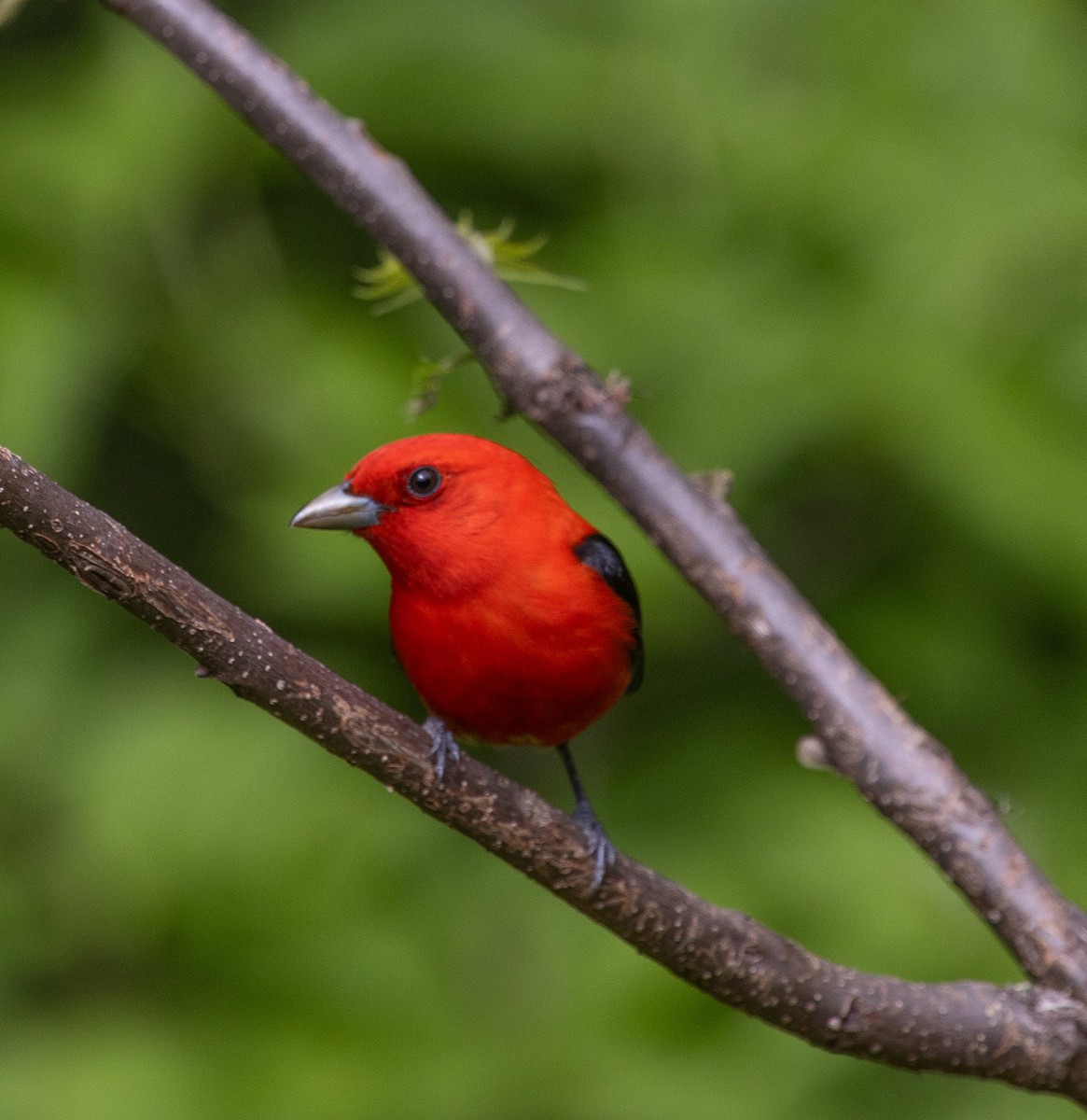 Scarlet Tanager - ML618675057