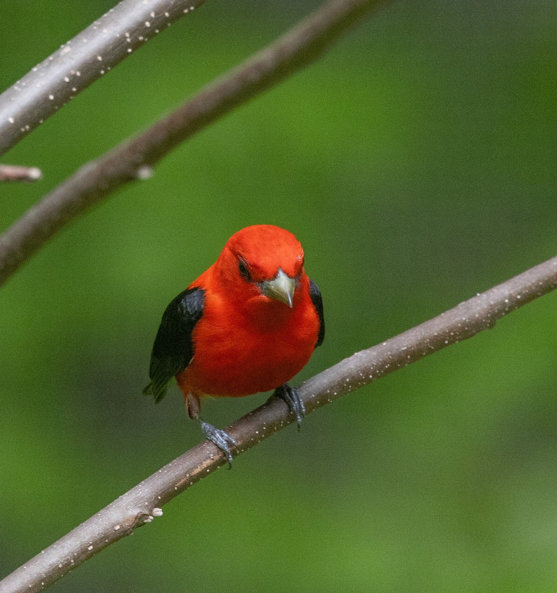 Scarlet Tanager - mark thomas