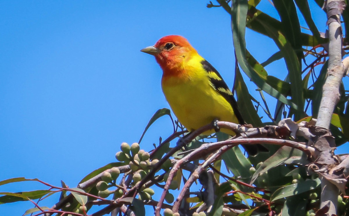 Western Tanager - ML618675097