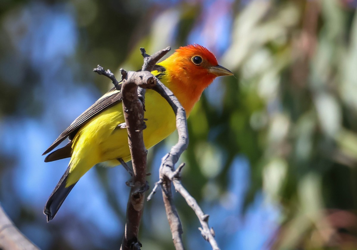 Western Tanager - ML618675106