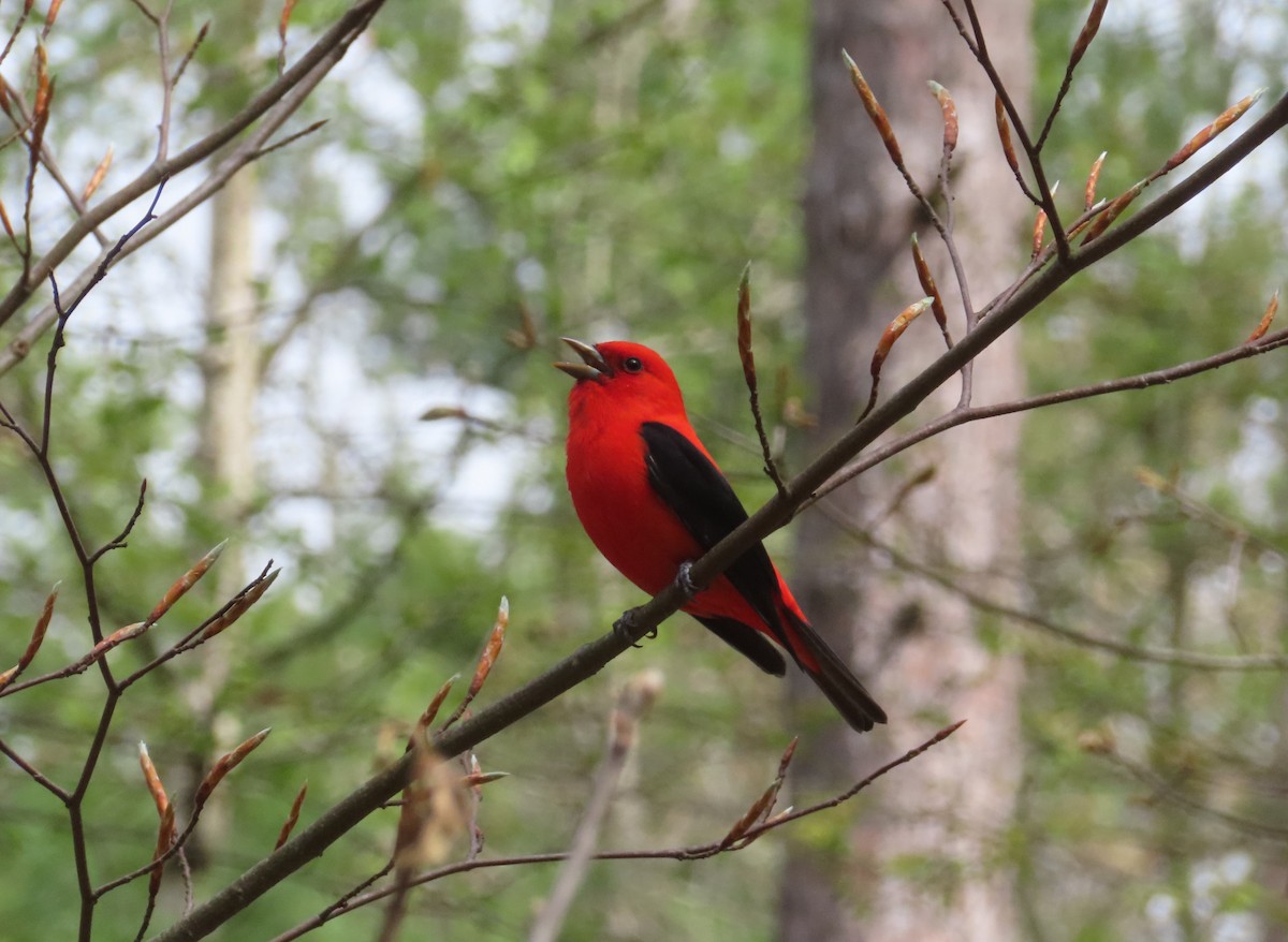Scarlet Tanager - ML618675109