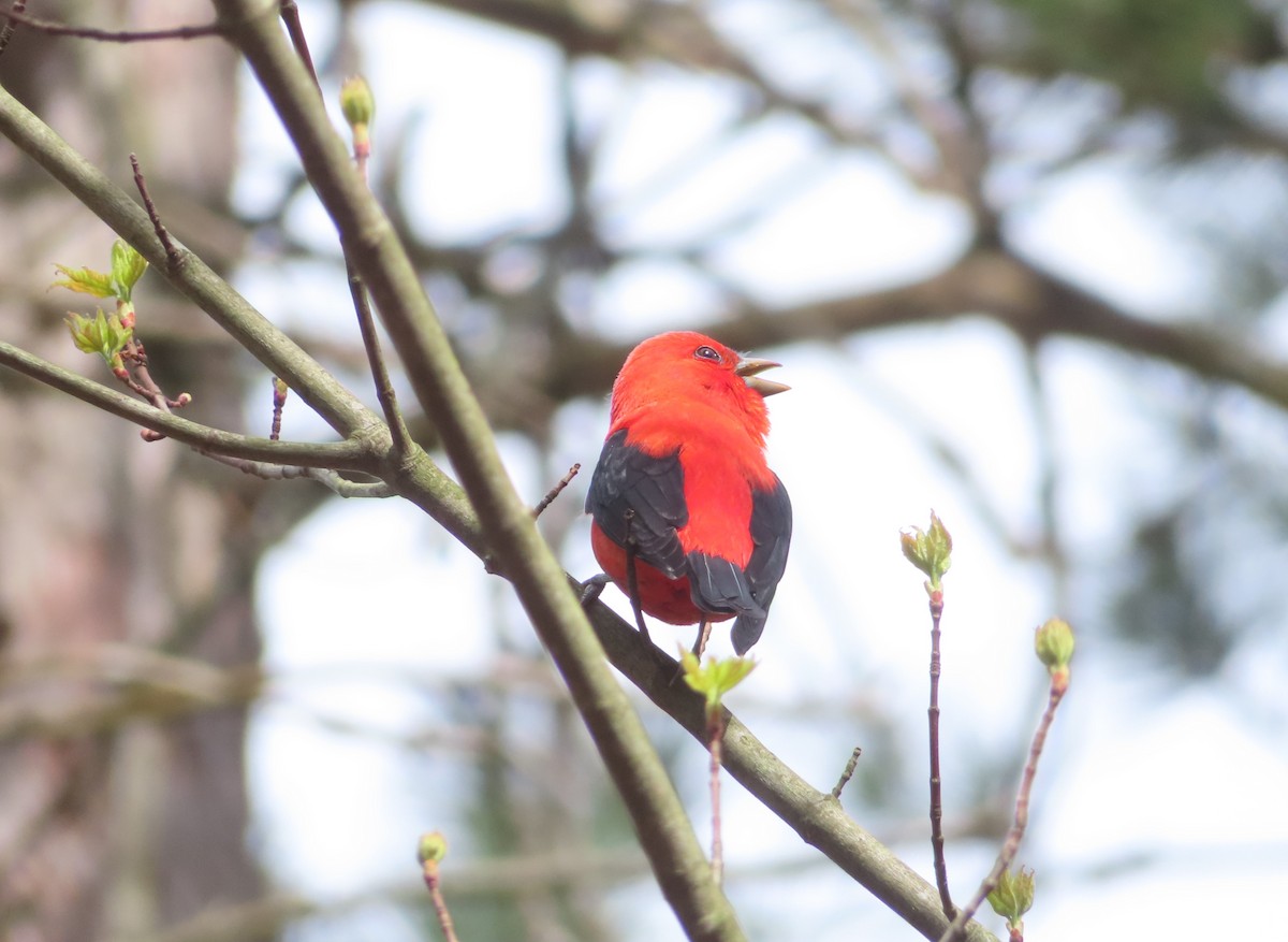 Scarlet Tanager - ML618675110
