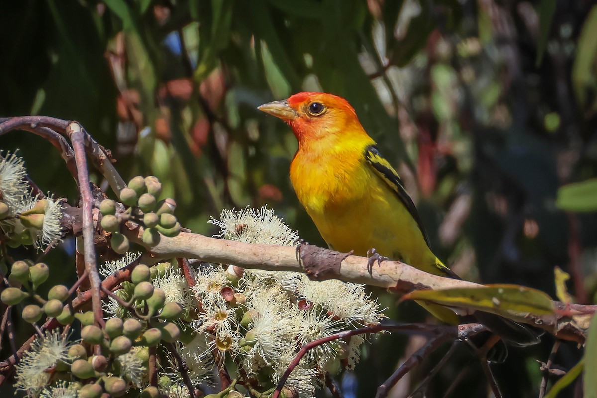 Western Tanager - ML618675123