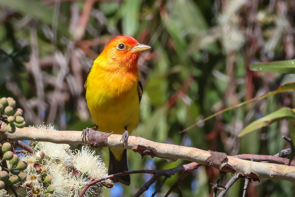 Western Tanager - ML618675126