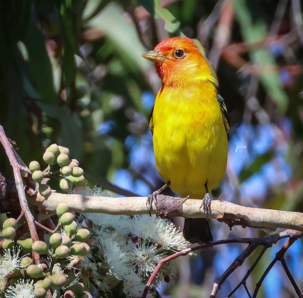 Western Tanager - ML618675133