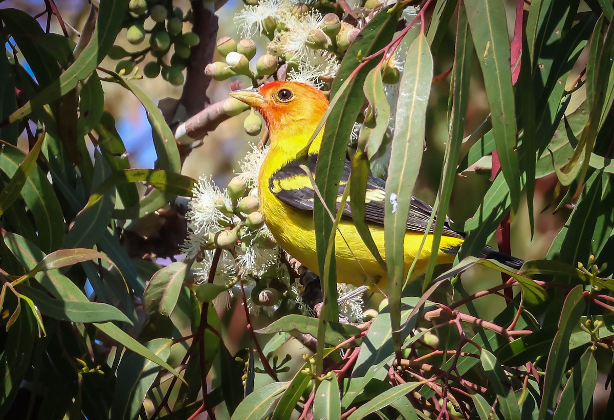 Western Tanager - ML618675157