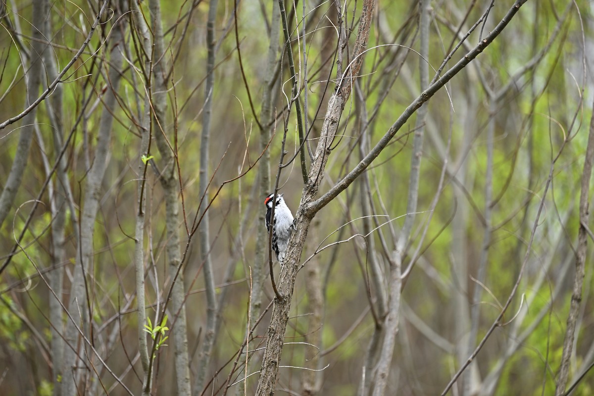 Downy Woodpecker - france dallaire