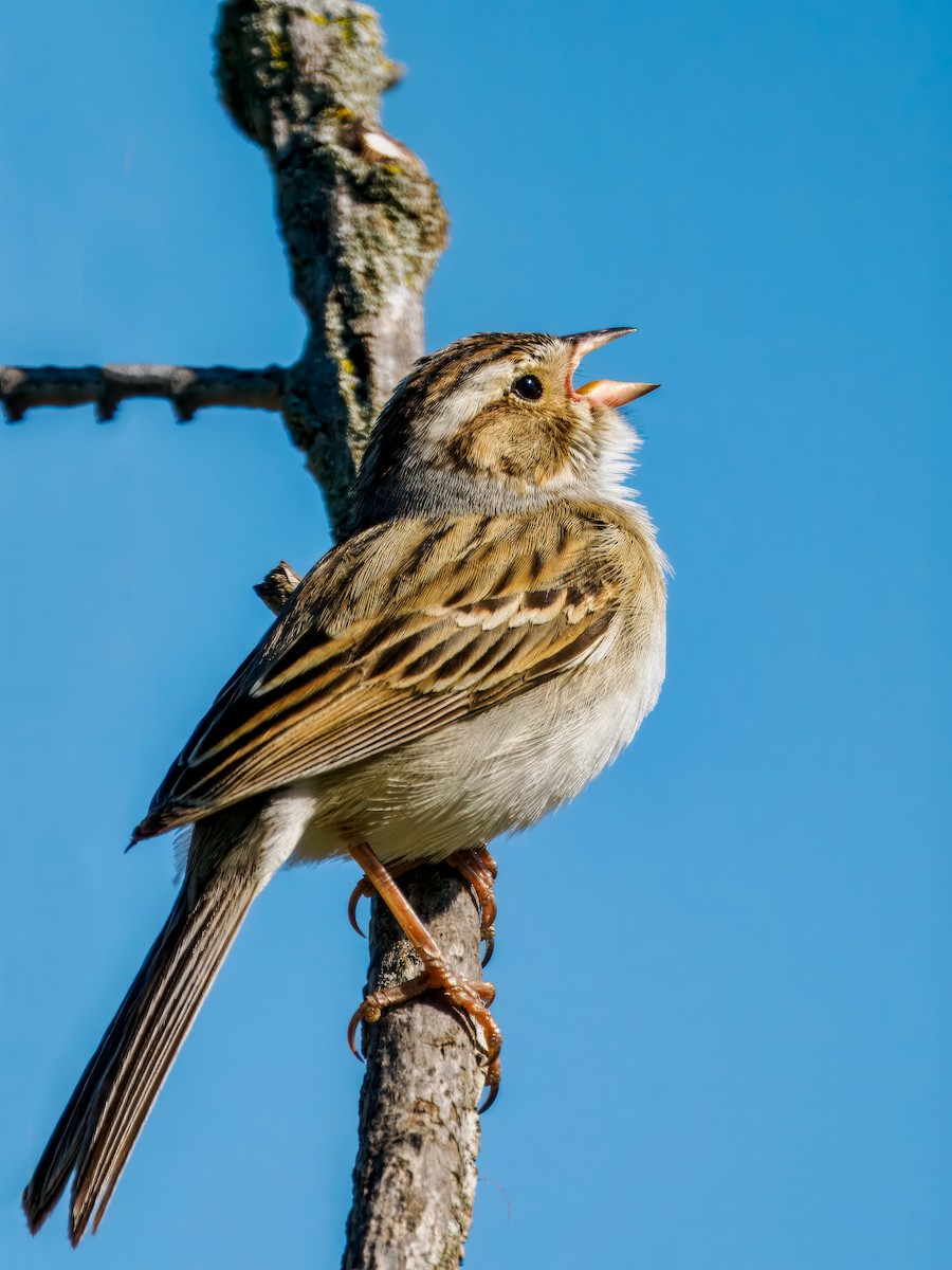 Clay-colored Sparrow - ML618675204