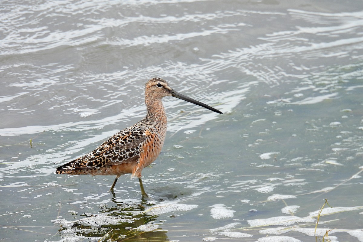 Long-billed Dowitcher - ML618675226