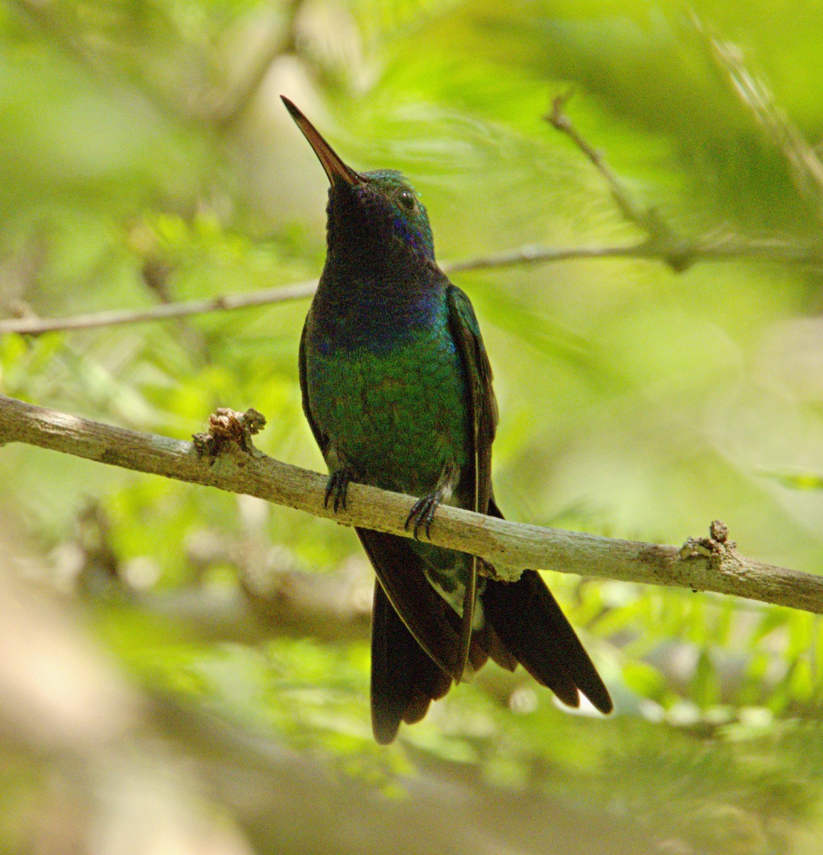 kolibřík safírovohrdlý - ML618675257