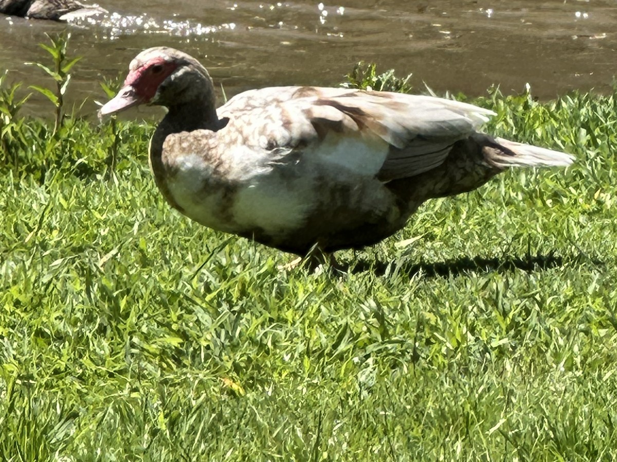 Muscovy Duck (Domestic type) - ML618675272
