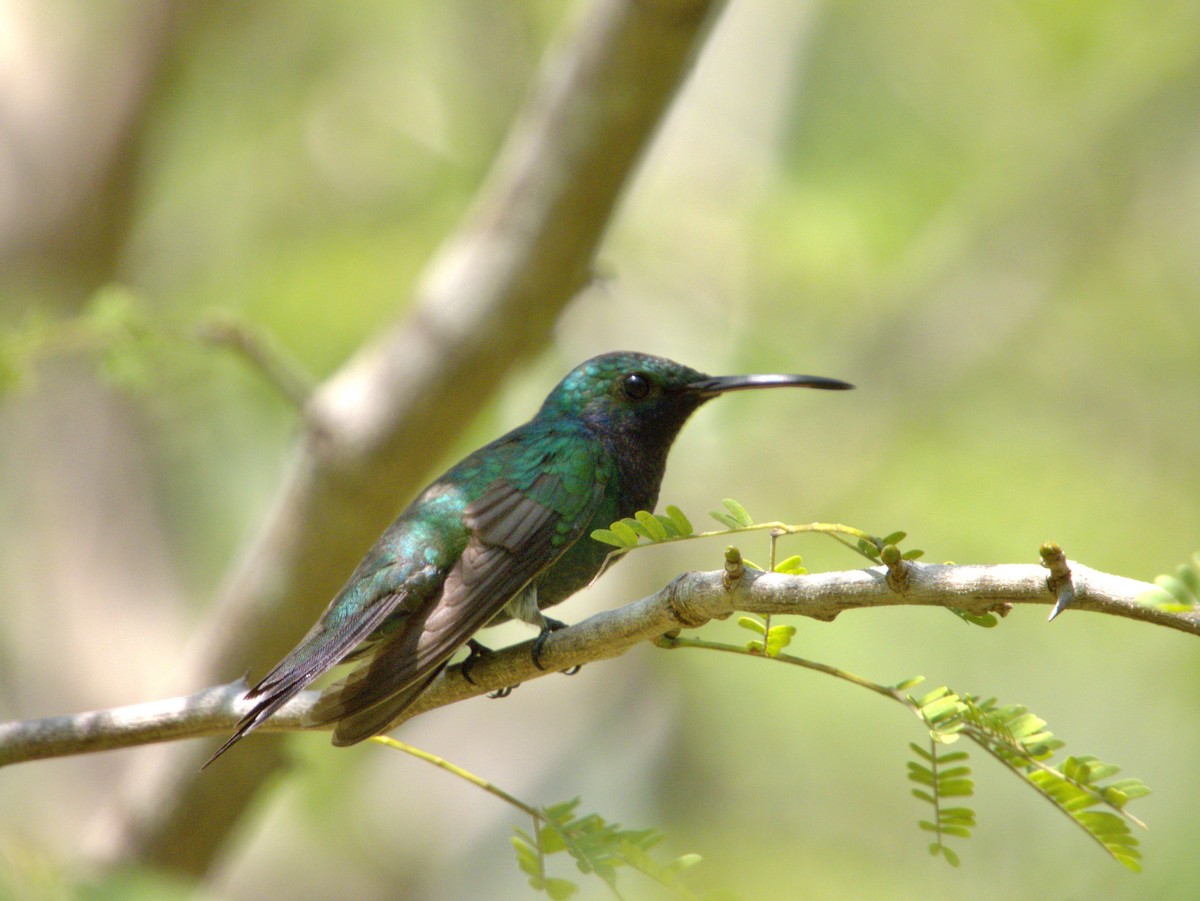 kolibřík safírovohrdlý - ML618675274