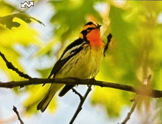 Blackburnian Warbler - Shelly Hyland