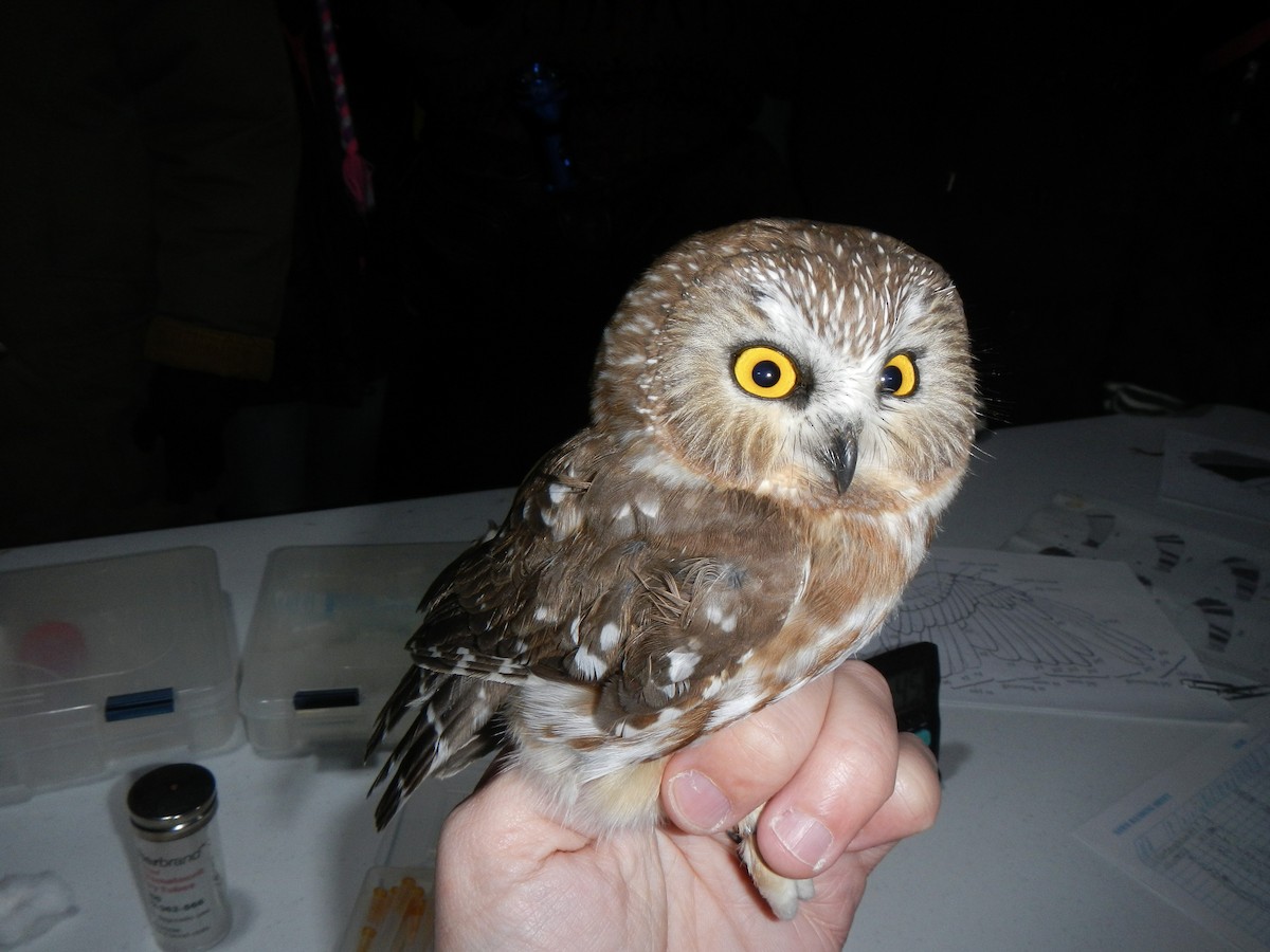 Northern Saw-whet Owl - Herman Mays