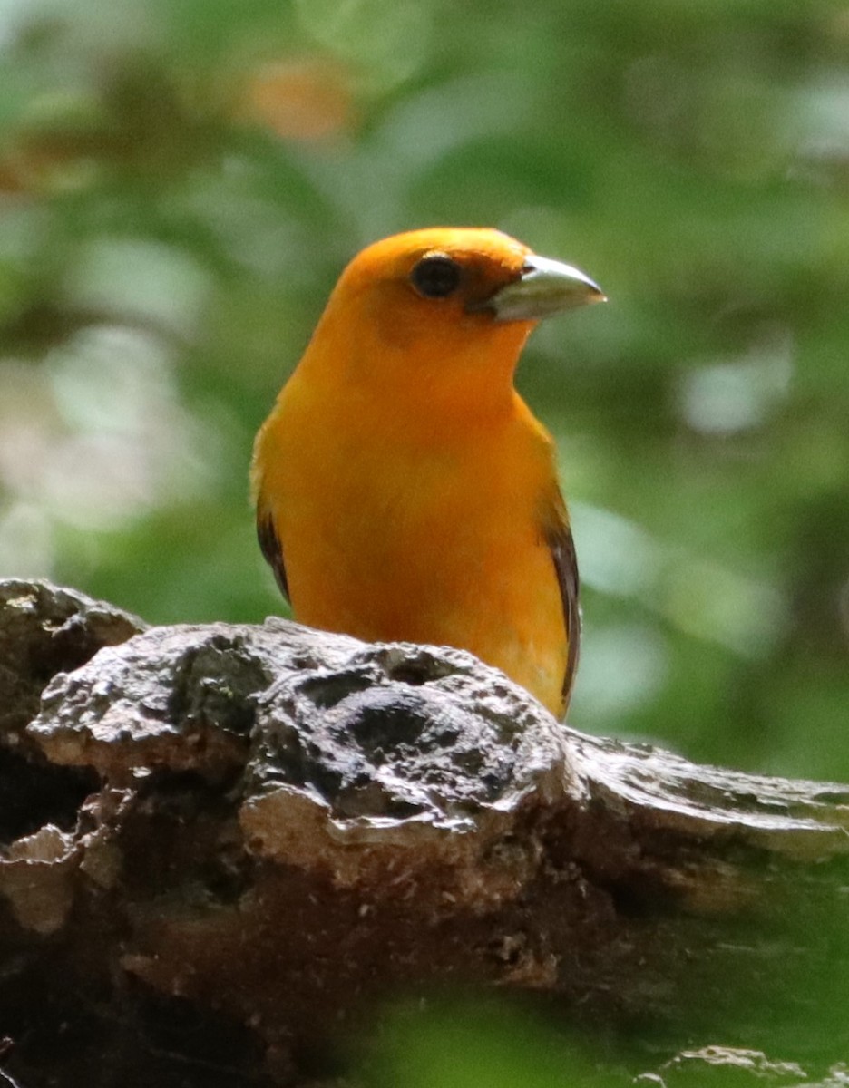 Scarlet Tanager - ML618675335