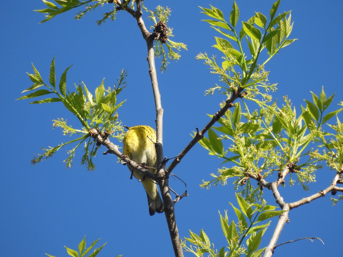 Cape May Warbler - ML618675391