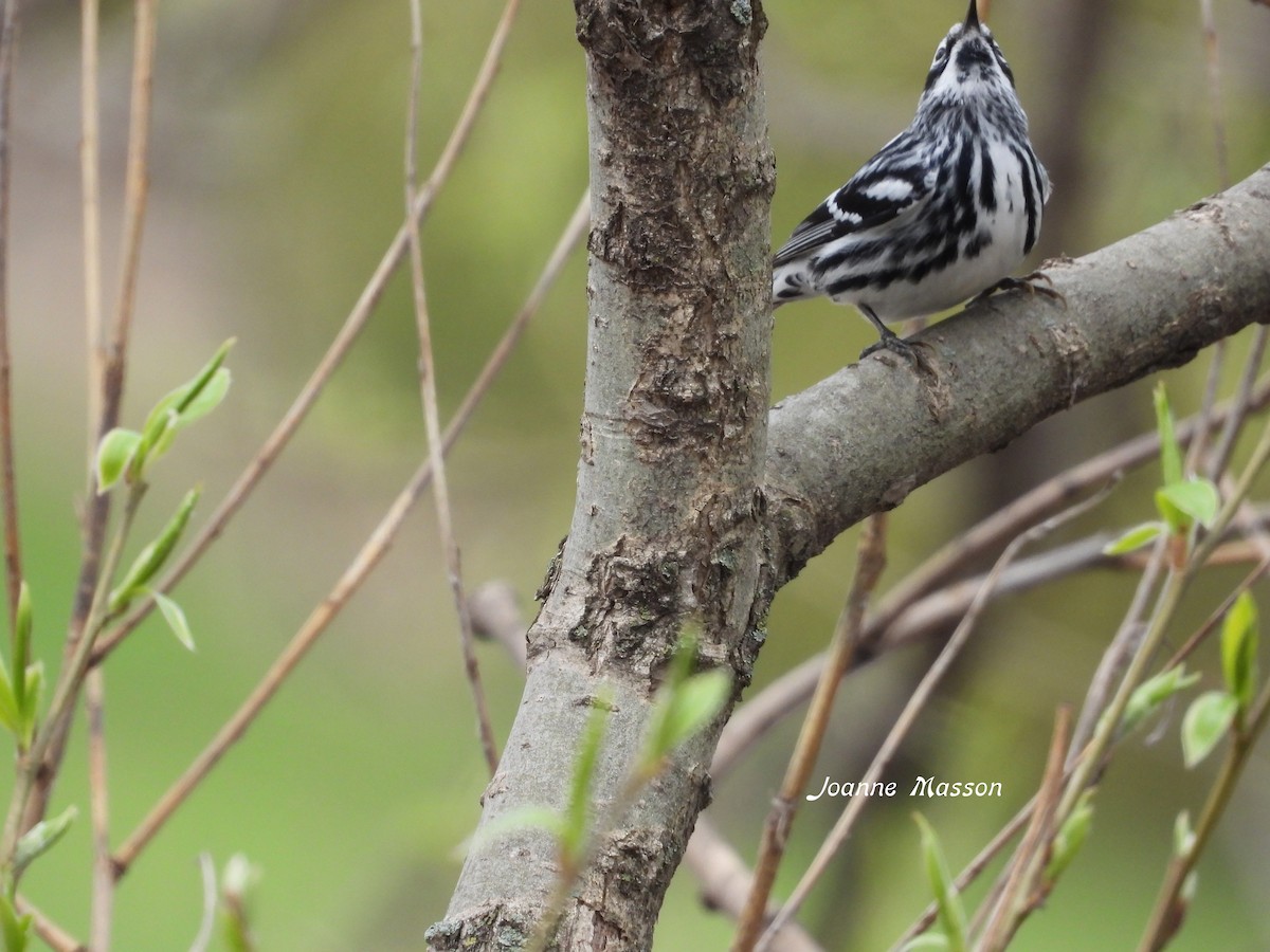 Black-and-white Warbler - ML618675399
