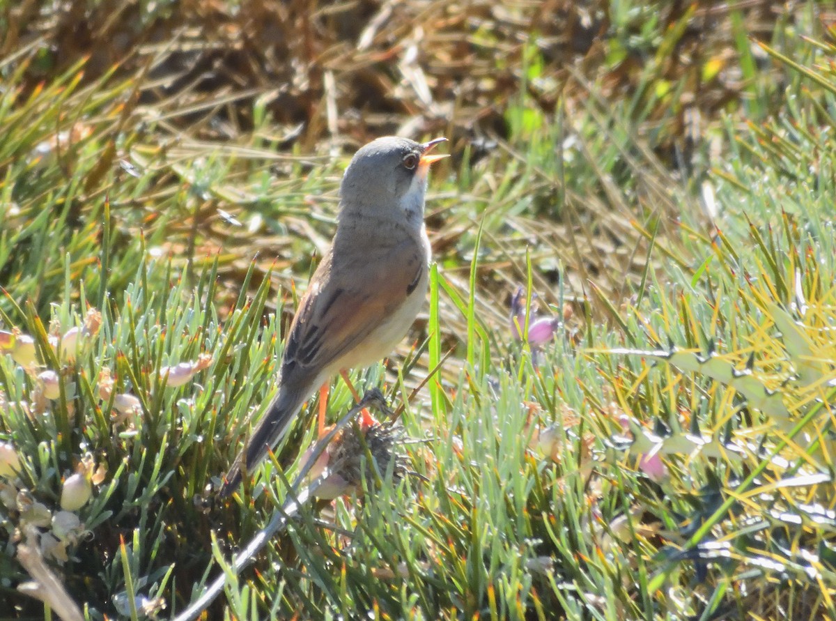 Spectacled Warbler - ML618675438