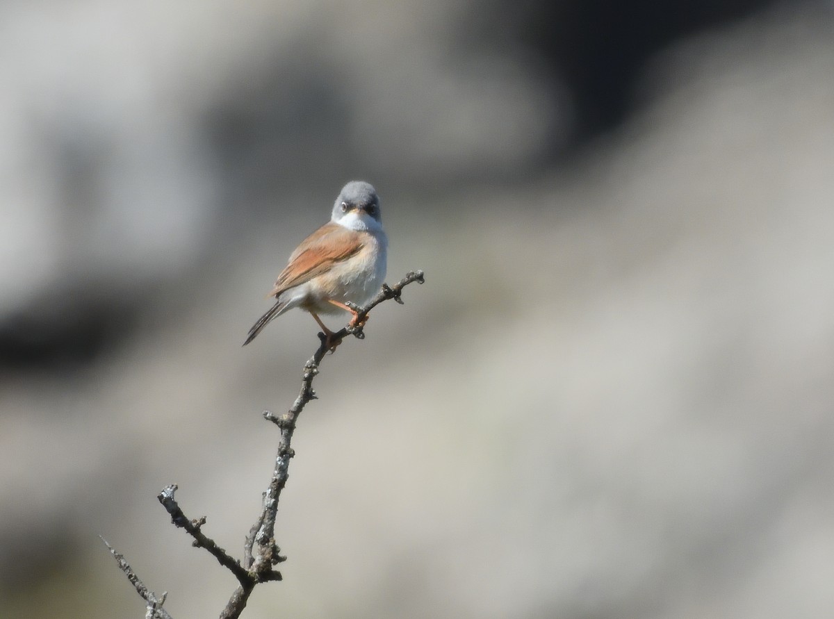 Spectacled Warbler - ML618675440