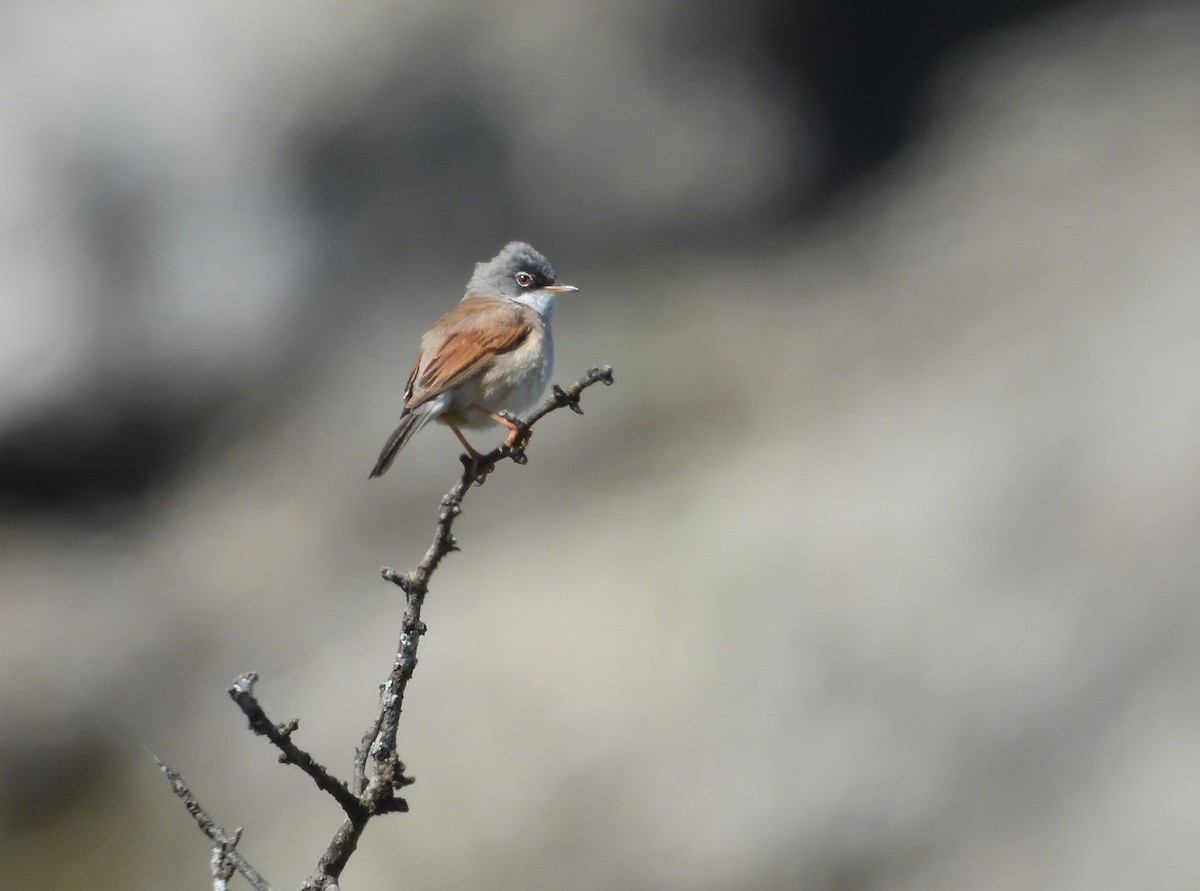 Spectacled Warbler - ML618675441