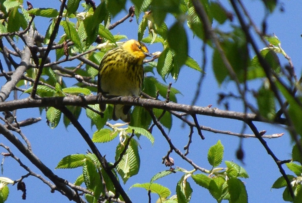 Cape May Warbler - ML618675460